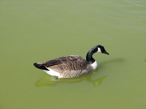 canada goose profile