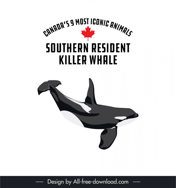 canadian animal southern resident killer whale design elements swimming whale sketch dynamic cartoon