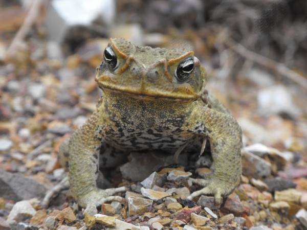 cane toad toad wildlife australia