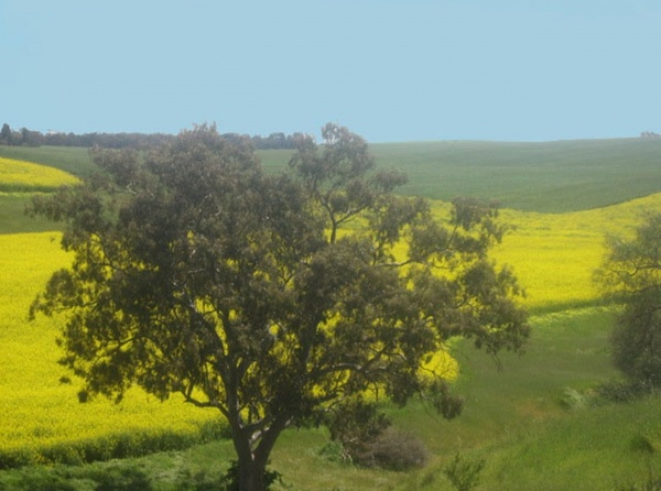 canola 