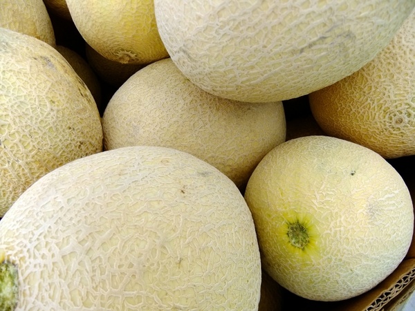 cantalope melons fruit
