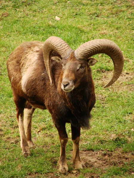 capricorn wild animal ibex