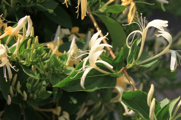 caprifolium flowers honeysuckle 