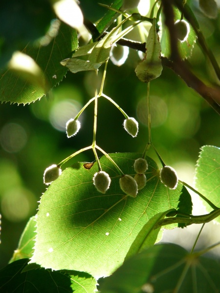 capsules linde tree