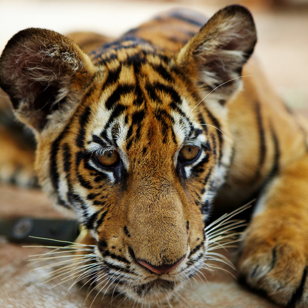 captured tiger cub
