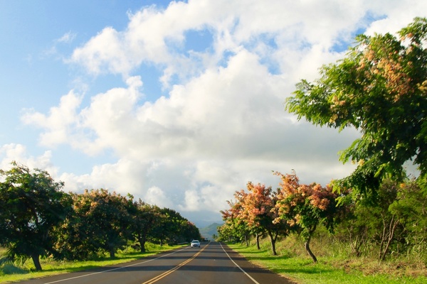 car on road lined with blooming trees 
