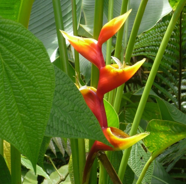 caribbean exotic flower orange