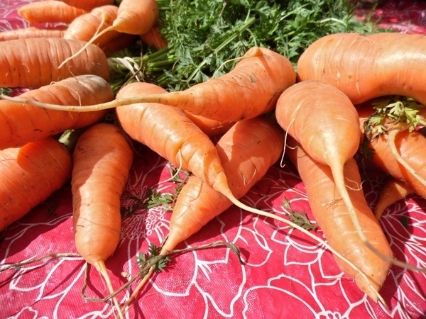 carrots bushel greens