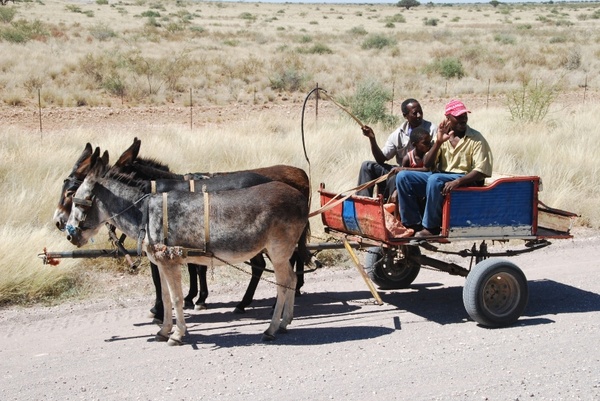cart donkey cart ass