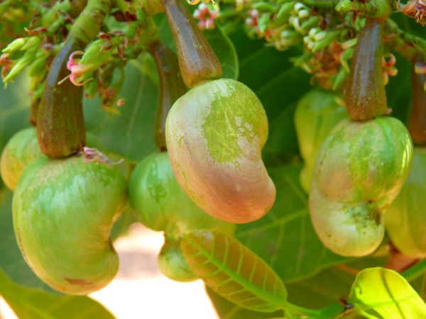 cashew cashew nut cashewbaum
