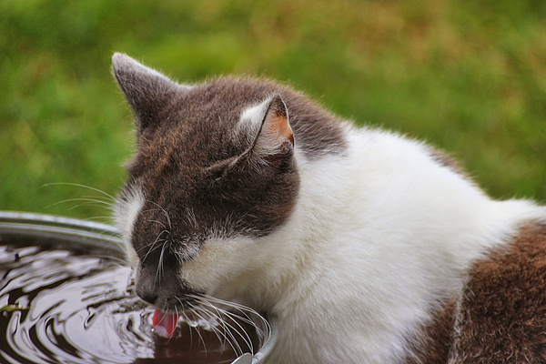 cat