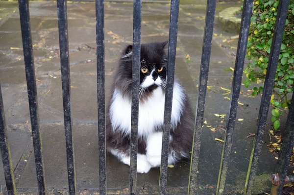 cat at the gate