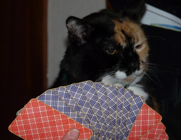 cat cards play