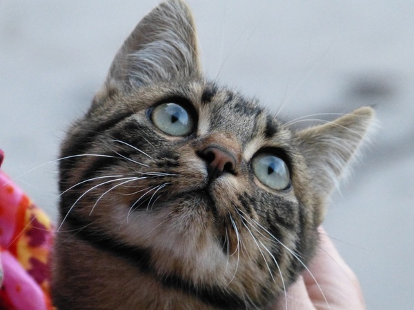 cat cat's eyes curious