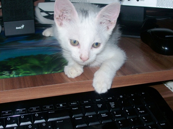cat cirmi and keyboard 
