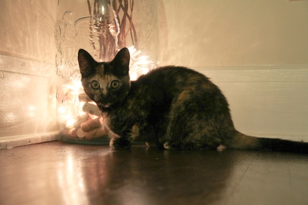 cat crouching on floor by jar with lights