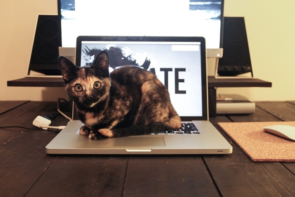 cat crouching on laptop