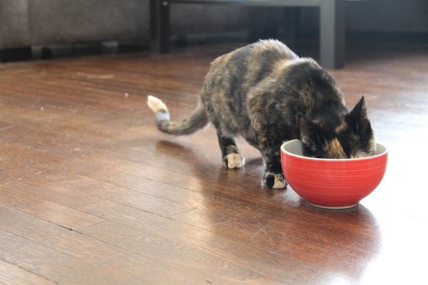 cat eating from red bowl