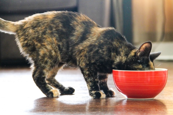 cat eating out of red bowl