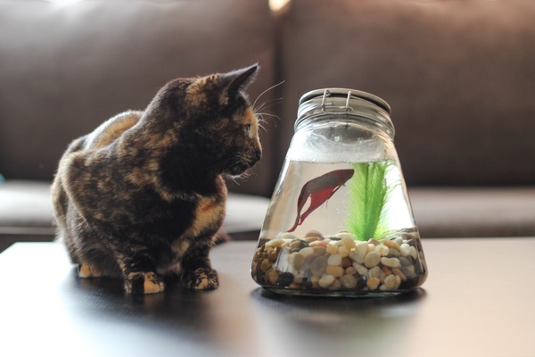 cat looking at betta fish in bowl