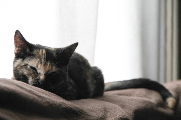 cat napping by window curtains