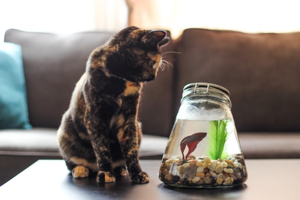cat on table watching betta fish in bowl