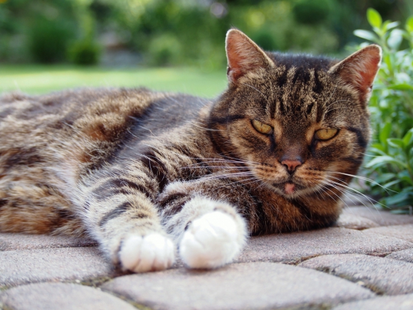 cute cat resting on ground