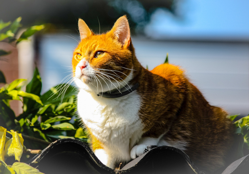 cat picture elegant garden scene 