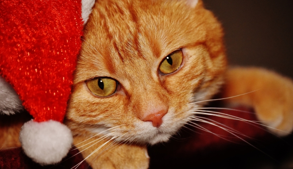 cute yellow cat wearing christmas hat