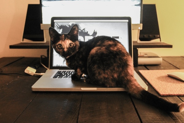 cat sitting on a laptop