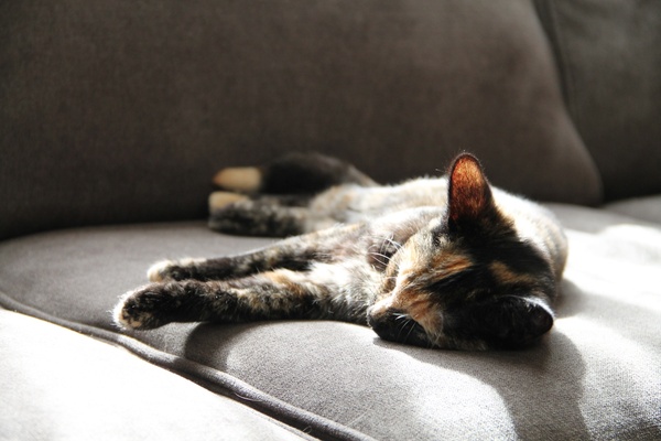 cat sleeping on couch in the sun