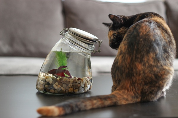 cat staring at fish in glass jar