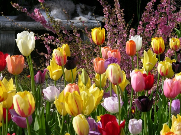 cat tulips garden