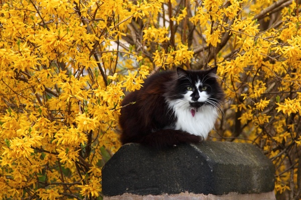 cat with yellow flowers
