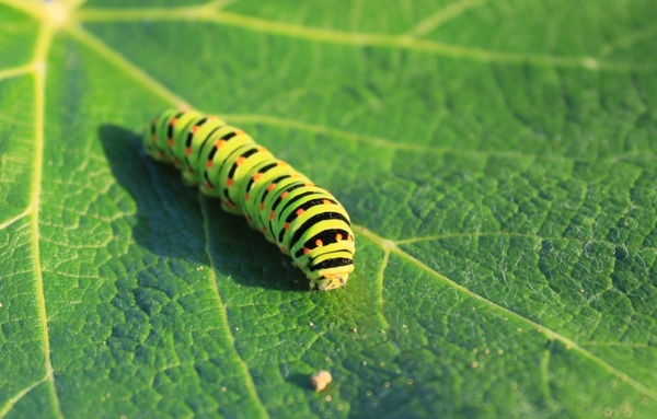 caterpillar green leaf