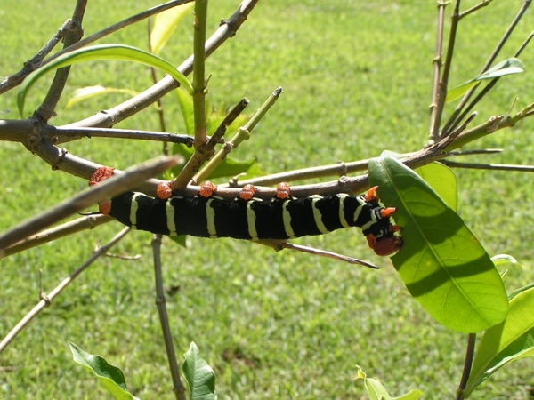 caterpillar nature garden