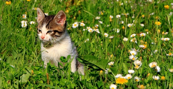 cats garden grass