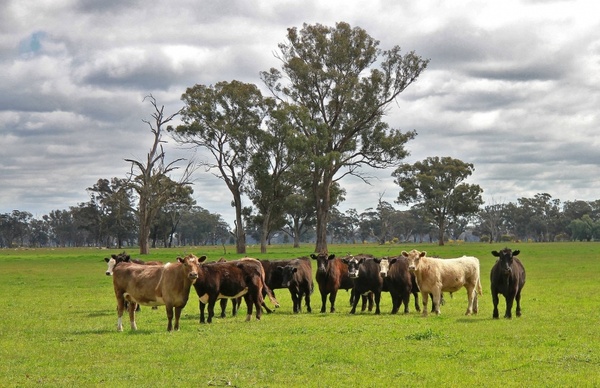 cattle australia victoria