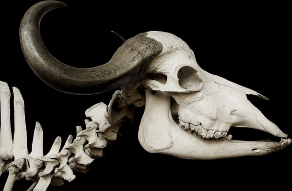 cattle skull skull african buffalo
