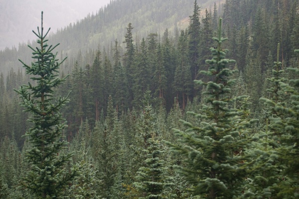 cedar conifer cypress daytime evergreen fog forest