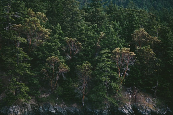 cedar conifer daytime environment evergreen forest
