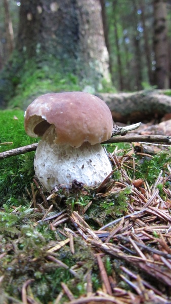 cep pine mushroom eduis boletus