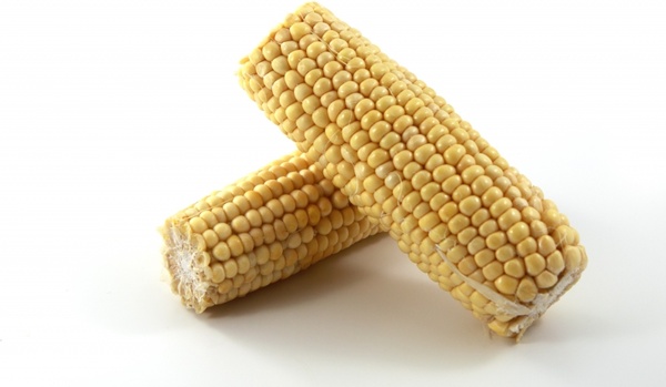 cereal corn crop