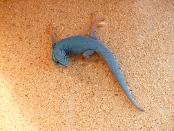 cerulean dwarf day gecko gecko
