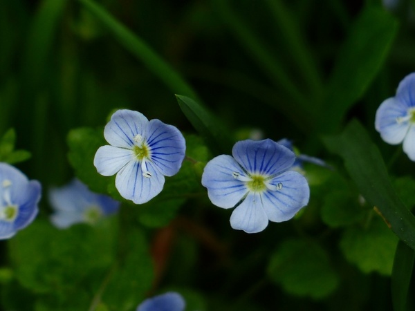 chamaedrys flower blue