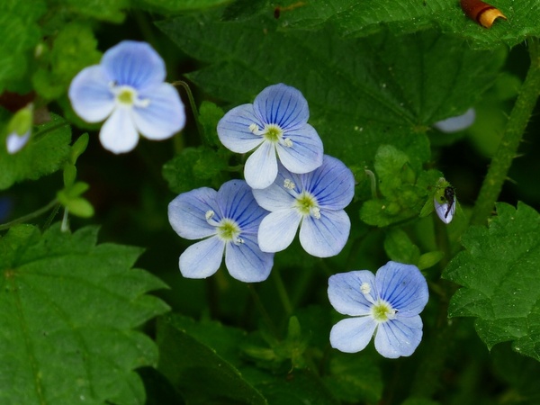 chamaedrys flower blue