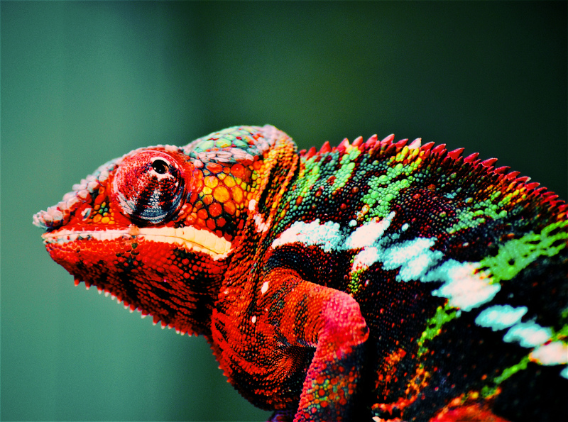 chameleon camouflage picture contrast closeup colorful 