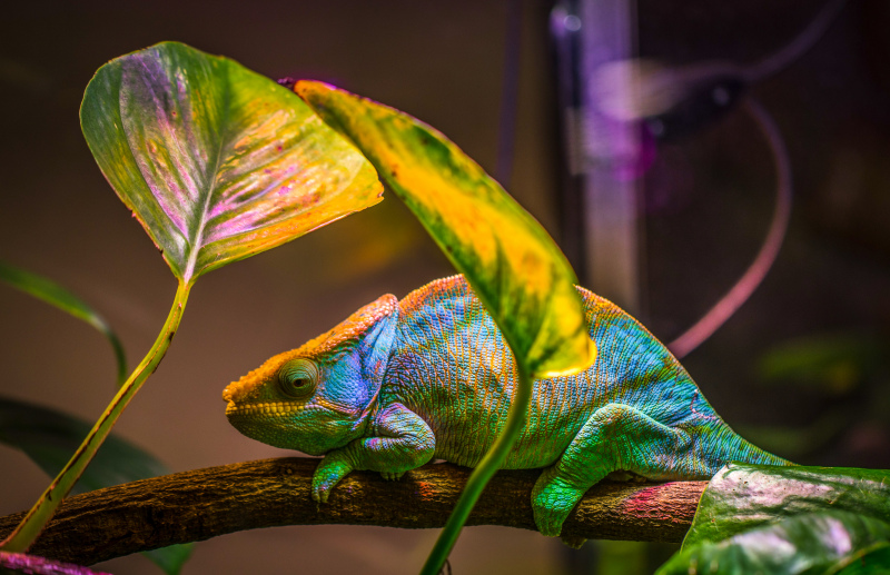 chameleon camouflage picture contrast colored 