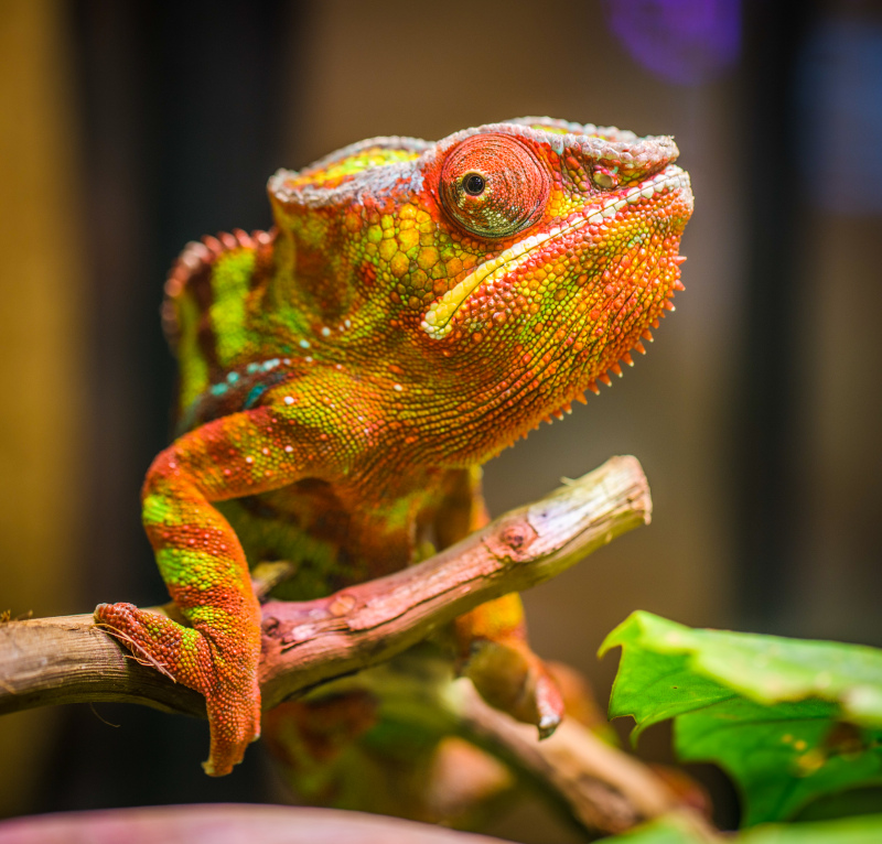 chameleon camouflage picture elegant closeup 