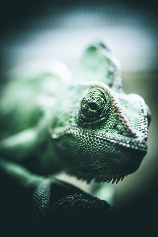 chameleon picture closeup contrast